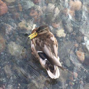 Meet your Posher, Rhonda